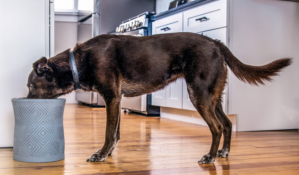 5 Benefits of Elevated Food Bowls for Dogs: Myths or Facts?